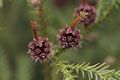 Cryptomeria japonica Kryptomeria japońska